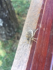 Cydianerus latruncularius