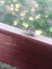 Cydianerus latruncularius