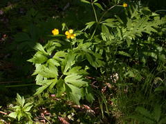 Ranunculus hispidus caricetorum