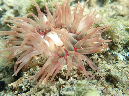 Dahlia Anemone