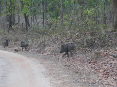 Sus scrofa cristatus