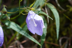 Adenophora morrisonensis