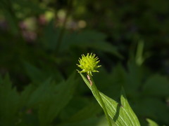 Ranunculus hispidus caricetorum
