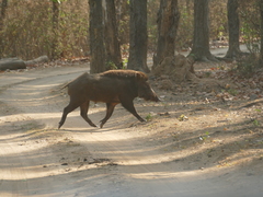 Sus scrofa cristatus