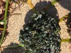 Siphonocladales