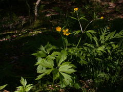 Ranunculus hispidus caricetorum