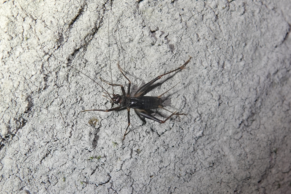 Italian Glandular Cricket