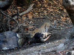 Panthera pardus fusca