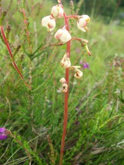 Pyrola media