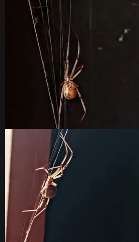 Brown Widow