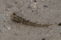 Periophthalmus argentilineatus