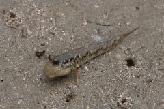 Periophthalmus argentilineatus