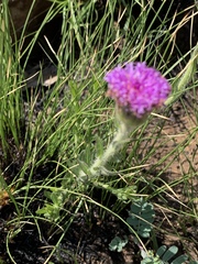 Pseudopegolettia tenella