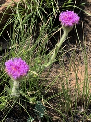 Pseudopegolettia tenella