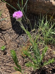 Pseudopegolettia tenella