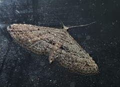 Araeopteron canescens