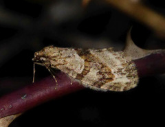 Trichopteryx polycommata