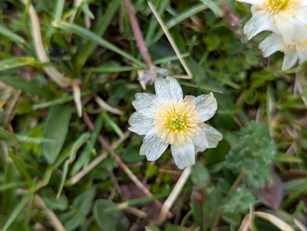Callianthemum coriandrifolium; photograph (c) Elias, some rights reserved (CC BY)