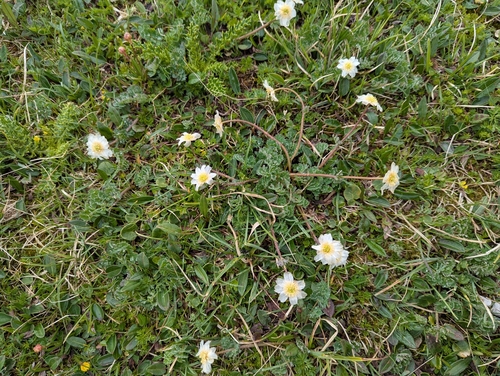 Callianthemum coriandrifolium, photograph 1