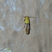 Stathmopoda auriferella