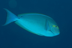 Acanthurus mata