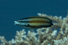 Labropsis australis