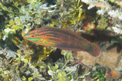 Halichoeres biocellatus