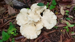 Macrocybe