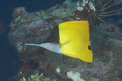 Forcipiger longirostris