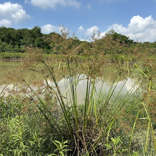 Cyperus digitatus iNat (2)