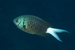 Chromis xanthura