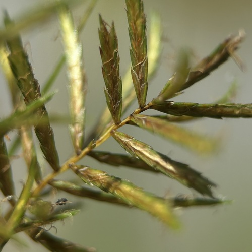 Cyperus digitatus