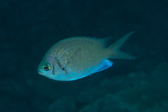 Chromis alpha