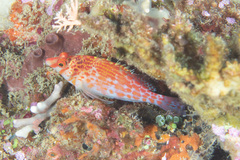 Cirrhitichthys falco