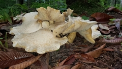 Macrocybe