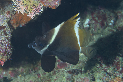 Horned bannerfish (Heniochus varius) — Chaetodontidae — 5