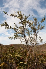 Aspalathus teres teres