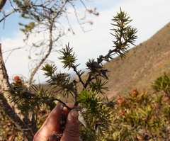 Aspalathus teres teres