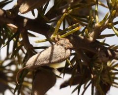 Aspalathus teres teres