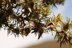 Aspalathus teres teres