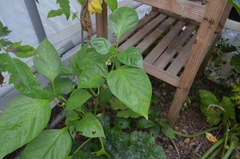 Capsicum annuum annuum