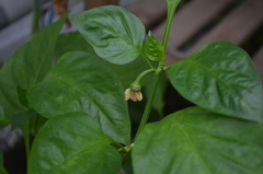 Capsicum annuum annuum