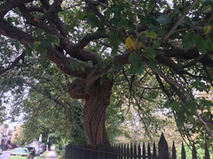 Crataegus aestivalis