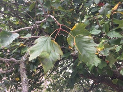 Crataegus aestivalis