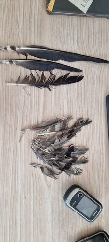 Plume de Busard cendré