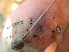 Neuroterus tantulus