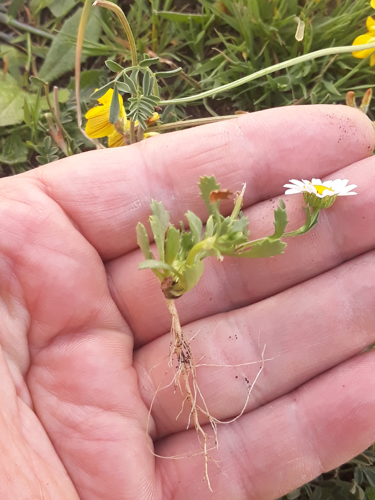 Swamp Chrysanthemum (Mauranthemum paludosum)