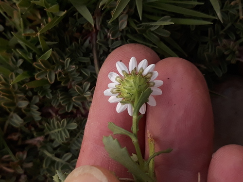 Mauranthemum paludosum, photograph 3