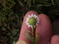 Mauranthemum paludosum, photograph (c) Karim Haddad, some rights reserved (CC BY)