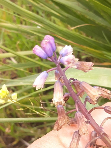 Bellevalia mauritanica